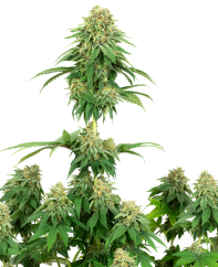 Sensi Seeds 大麻種子 ガールスカウト cookies ホワイトラベルの