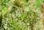T.H.Seeds™ Kannabiksen siemenet SAGE™n Sour, eri pakkaus, tavallinen