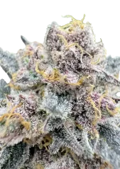 Fast Buds kannabiksen siemenet Cherry Cola Auto RF3 Feminized