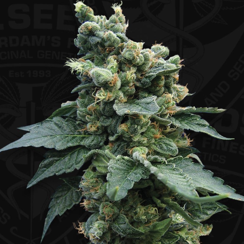 T.H.Seeds™ Kannabiksen siemenet SAGE™n Sour, eri pakkaus, tavallinen