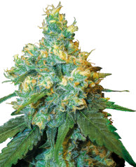 Sensi Seeds Cannabisfrön Jack Herer® Regular, 10 st