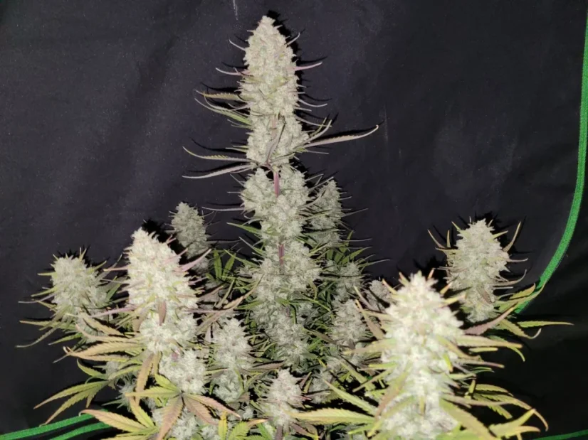 Fast Buds Cannabis Seeds Tropicana Cookies Auto