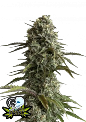 Fast Buds Cannabis Seeds Skunk Auto