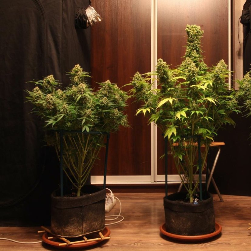 Doctor's Choice Seeds Devotchka Auto Feminized