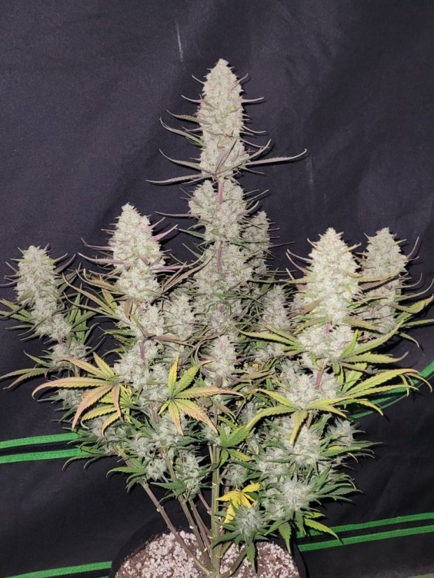 Fast Buds Cannabis Seeds Tropicana Cookies Auto