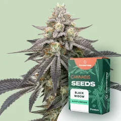 Canntropy Seeds Black Widow (feminizované)