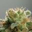 Silent Seeds Kannabiksen siemenet Lemon Tree Fast by Lemon Tree Feminized