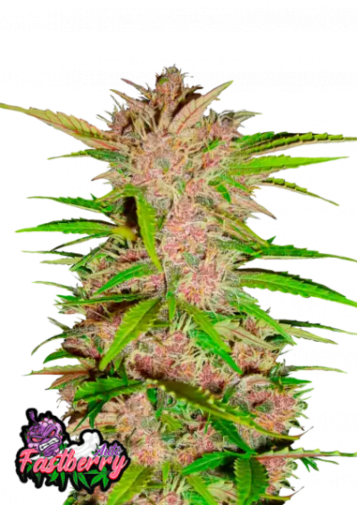 Friday next Friday ICE CUBE マリファナ 大麻 CBD Can You Dig It? | Ice Cube | Music Video | Everythangs Corrupt