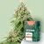 Canntropy Seeds Auto Amnesia Haze (Autoflowering)