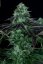 T.H.Seeds™ Cannabis Seeds Darkstar™, various pack, regular