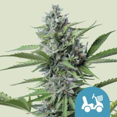 Royal Queen Seeds Cannabis Seeds Fast Eddy Auto (magas CBD)