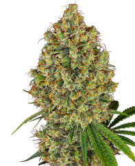 Sensi Seeds Cannabis Seeds AK-420 Feminized by White Label, 3-10 kpl