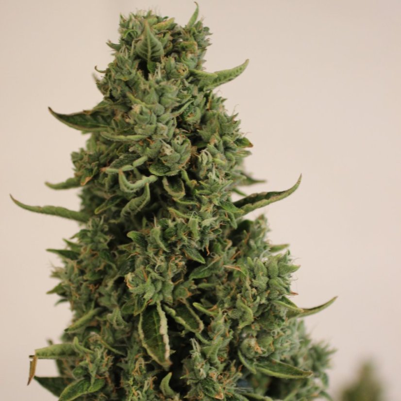 Doctor's Choice Seeds Doctor's Choice #1 Auto Feminized
