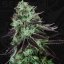 T.H.Seeds™ Cannabis Seeds Darkstar™, various pack, regular