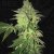 T.H.Seeds™ Cannabis Seeds Shiloh Z, 5+1 pakkaus, feminisoitu