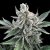 Silent Seeds Cannabis Seeds Polar Gelato Auto, Sherbinskis