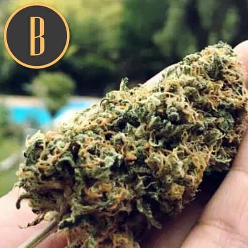 Blimburn Seeds Kannabiksen siemenet Santa Muerte Fast Blooming Feminized