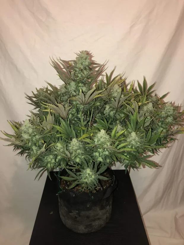 Fast Buds 大麻種子 ゴリラグルーオート - 個数: 5個