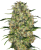 Sensi Seeds Cannabis Seeds Black Domina® Regular, 10 ks