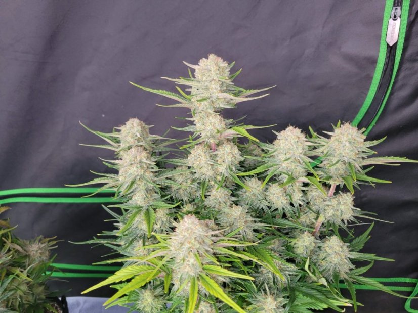 Fast Buds Cannabis Seeds Apricot Auto