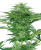 Sensi Seeds Cannabis Seeds Skunk Dream CBD Feminized, 3-10 ks