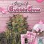 T.H.Seeds™ Cannabis Seeds Bubblegum, eri pakkaus, feminisoitu