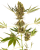 Sensi Seeds Semințe de canabis Alpine Delight CBD® Automatic Feminizate, 3-10 buc.
