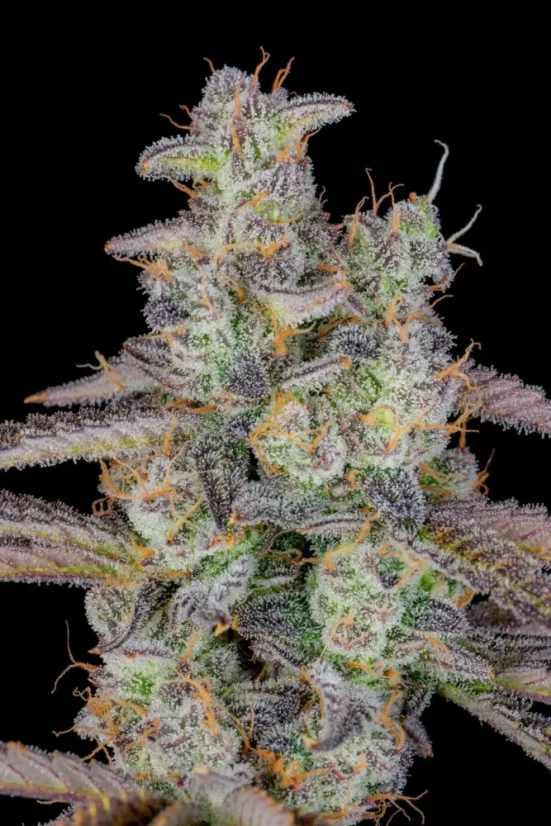 Fast Buds Cannabis Seeds Banana Purple Punch Auto