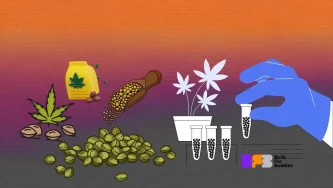 Kif tirrikonoxxi żrieragħ tal-kannabis ta' kwalità - illustrazzjoni ta' tipi differenti ta' żerriegħa tal-kannabis u testijiet fil-laboratorju, kompluti bil-logo BudsForBuddies Kif tirrikonoxxi żrieragħ tal-kannabis ta' kwalità - illustrazzjoni ta' tipi differenti ta' żerriegħa tal-kannabis u testijiet fil-laboratorju, kompluti bil-logo BudsForBuddies