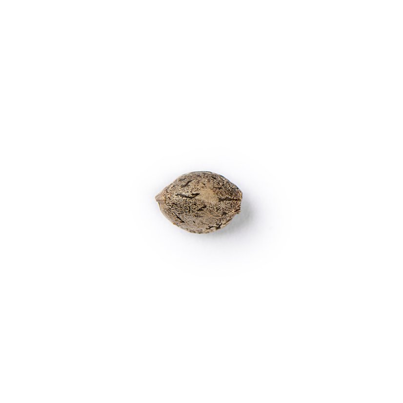 The Bulldog Seeds TB Sour Diesel Normaali, 3 ja 5 kpl
