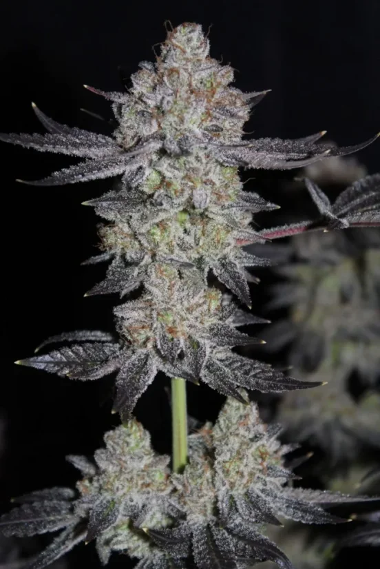 Fast Buds Cannabis Seeds Tropicana Cookies FF