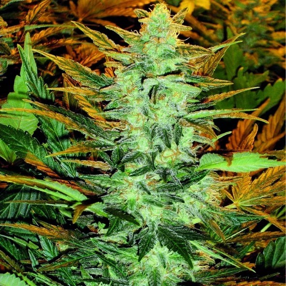 Doctor´s Choice Seeds Lowryder regular (IBL) Auto Regular