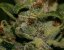 T.H.Seeds™ Cannabis Seeds Darkstar™, various pack, regular