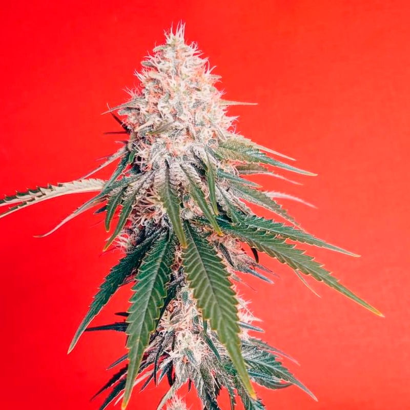 殿様クッシュ Cannabis Vaporizers | Kush 21 Buckley