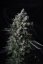 T.H.Seeds™ Kannabiksen siemenet MK-Ultra™, eri pakkaus, tavallinen