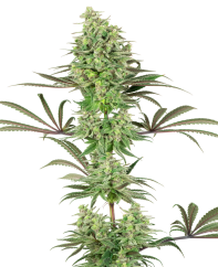 Sensi Seeds Cannabis Seeds Double Banana Kush Feminized by White Label, 3-10 kpl
