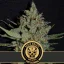 Blimburn Seeds Kannabiksen siemenet Santa Muerte Fast Blooming Feminized