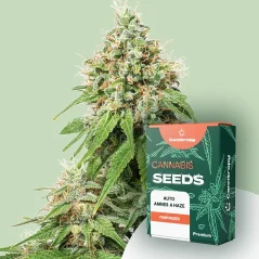Canntropy Seeds Auto Amnesia Haze (Autoflowering)