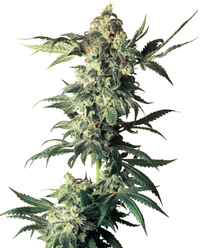 Sensi Seeds Cannabis Seeds Northern Lights® Regular, 10 kpl