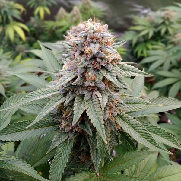 Royal Queen Seeds Cannabis Seeds Wedding Gelato Feminized