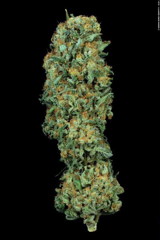 T.H.Seeds™ Kannabiksen siemenet MK-Ultra™, eri pakkaus, tavallinen