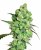 Sensi Seeds Cannabis Seeds Super Skunk Regular, White Label, 10 db
