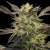 Silent Seeds Cannabis Seeds Pink Sunset Auto, Sherbinskis