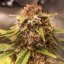 Doctor's Choice Seeds Purple Ryder Auto Feminized