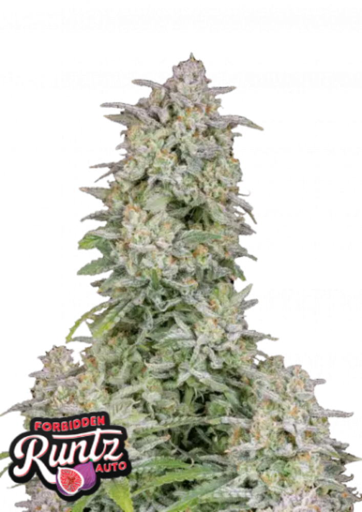ファストバッズ 大麻種子 禁断のランツオート - 個数: 3 pcs