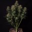 Doctor´s Choice Seeds Lowryder regular (IBL) Auto Regular