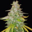 Doctor's Choice Seeds Niagara Auto Feminized