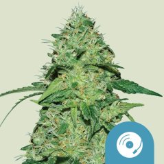 Royal Queen Seeds Cannabis Seeds Joanne CBD feminizált (magas CBD)
