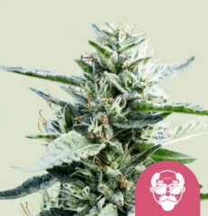 Royal Queen Seeds Cannabisfrø Grandaddy Lilla feminisert