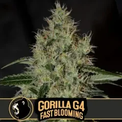 Blimburn Seeds Konopné semienka Gorilla G4, rýchlo kvitnúce